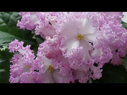 Видео: 23.09.2024./ЕСТЬ НОВИНКИ/Выставка фиалок в Доме фиалок#фиалки#выставка#домфиалки#