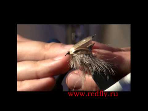 Видео: Майский жук.  Константин Лопухов