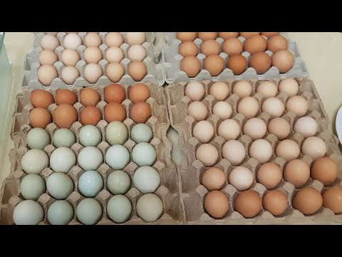 Видео: Суббота.Часть 2-я. Готовлю обед,солю курдюк,вялю бастурму и другое.