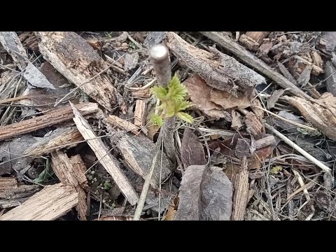 Видео: ОЧЕНЬ ЗАМОРОЧЛИВЫЙ, но эффективный способ посадки малины