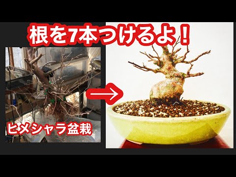 Видео: NO2 Работа по пересадке бонсай из бука, сделанного из ветвей деревьев, которые не проливают почву