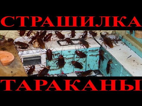 Видео: Страшилка - Тараканы