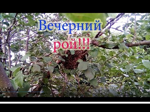 Видео: Снять рой пчёл с яблони. Посадка в улей.