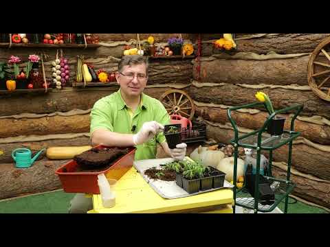 Видео: Пикировка томатов
