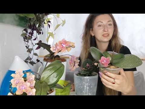 Видео: Парфюмерная Фабрика Dusty Belle и Diffusion бабочки, как Ухаживаю, как удобряю, как посажены ❓