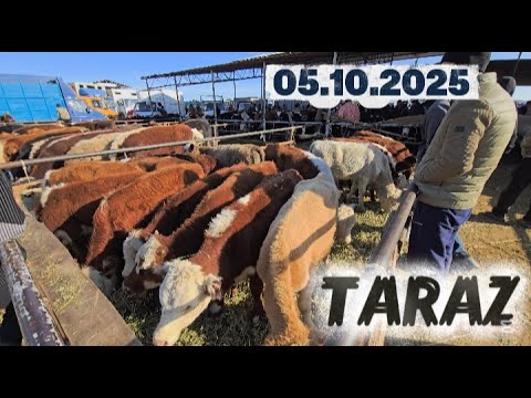 Видео: ІРІ ҚАРА БАҒАСЫ / ТАРАЗ АС-ЕР МАЛ БАЗАР