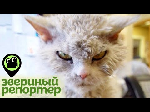 Видео: Звериный репортер. Самые смешные видео про животных. Обезумевшая лягушка, нежный лемур, котики