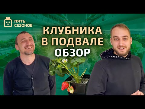 Видео: Выращивание клубники в подвале // обзор на мини-ферму