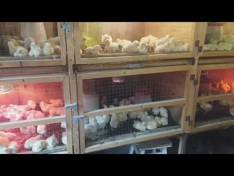 Видео: Бройлеры 2020!!! Часть 1