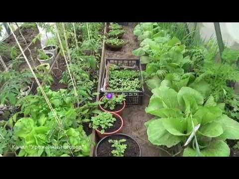 Видео: КАК УВЕЛИЧИТЬ УРОЖАЙ!СМЕШАННЫЕ ПОСАДКИ В ТЕПЛИЦЕ!