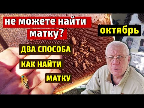 Видео: Не могу найти матку Как найти матку в улье  Нет матки Нет расплода