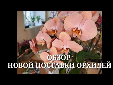 Видео: Обзор НОВОЙ ПОСТАВКИ ОРХИДЕЙ / ПроОрхидеи