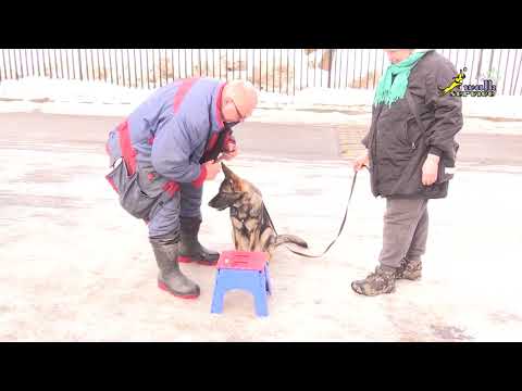 Видео: Тея 9, Приучение держать палочку