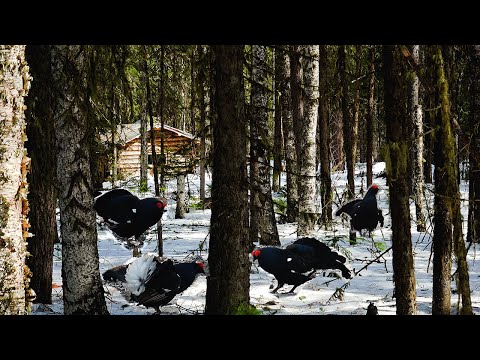 Видео: На приваде первый гость. Нашёл тока.