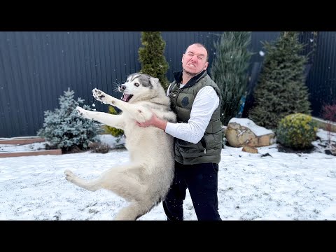 Видео: ТОП 20 ПРИЧИН НЕ ЗАВОДИТЬ ХАСКИ и не покупать собаку !