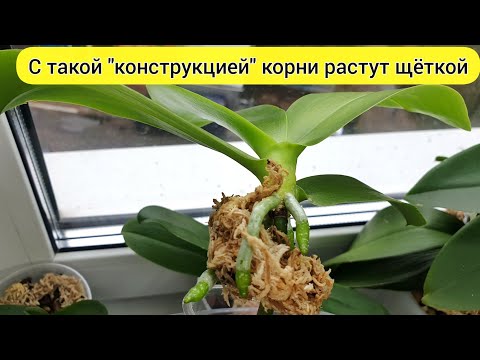 Видео: Так легко НАРАСТИТЬ КОРНИ орхидеи // ДЕТКА орхидеи растит КОРНИ на ЦВЕТОНОСЕ