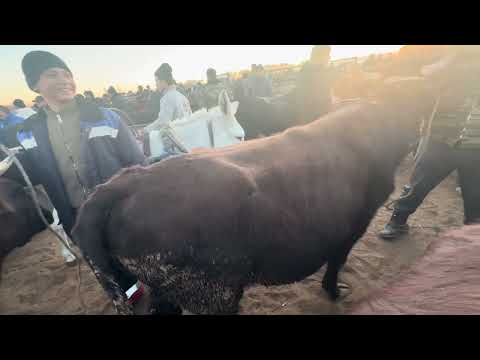 Видео: гигант букалар богат молбозор 