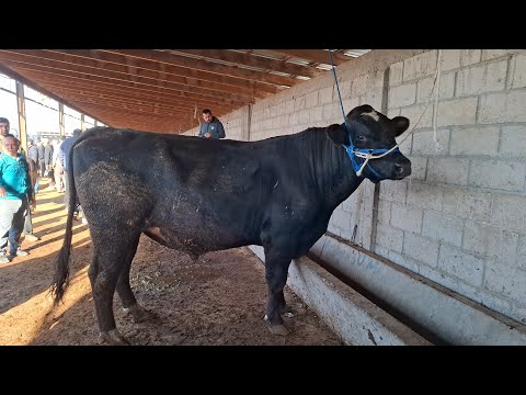 Видео: 👍НАВОРИ САХАРИ👍.МОЛБОЗОРИ ХОЧИ ШАРИФ. 31 октября 2025 г