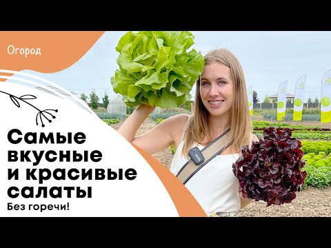 Видео: Самые вкусные и красивые салаты без горечи | Сколько нужно поливать салаты