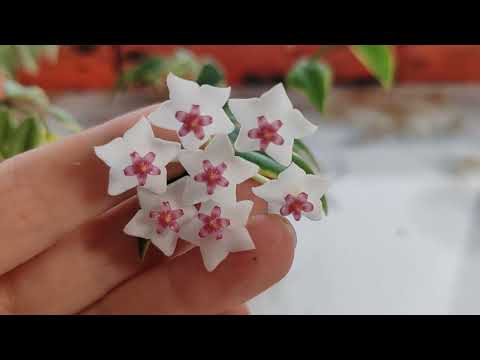 Видео: хойя Белла Альбо ( Hoya Bella albomarginata) ...
