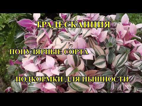 Видео: САМЫЕ ЛУЧШИЕ ТРАДЕСКАНЦИИ, обзор популярных сортов, подкормки, пересадка