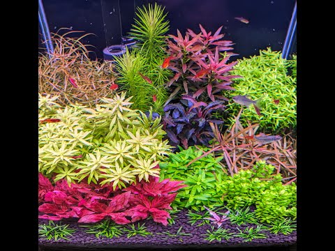 Видео: 126-й день с запуска аквариума. Набираем массу растений и продолжаем радоваться новому реактору CO2.