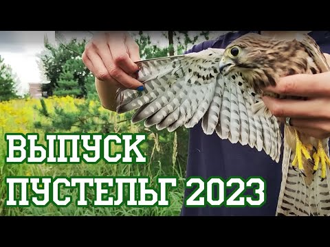 Видео: Выпускаем соколов из вольера