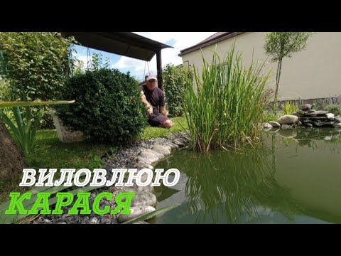 Видео: 🎣 Карась з домашнього ставка, приготування  ухи 🫕🐟