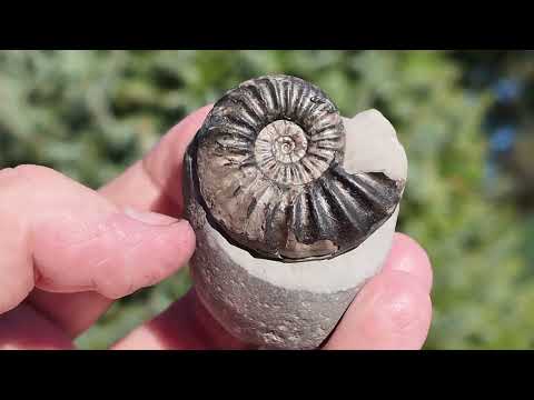 Видео: Я потратил 2 дня на поиски юрских окаменелостей… Результаты оказались невероятными!