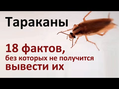 Видео: 18 фактов о тараканах, которые нужно знать для их истребления