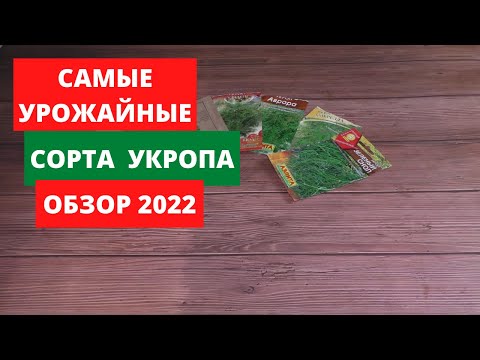 Видео: Самые урожайные сорта укропа.Обзор 2022.Проверенные сорта на личном опыте.