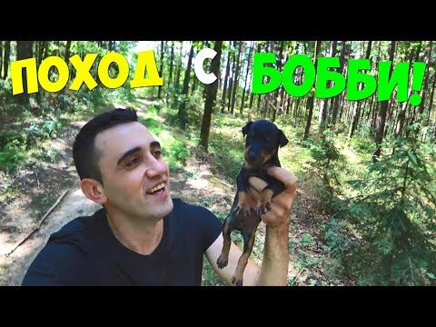 Видео: КУПИЛ СОБАКУ! ПОХОД ПО ЯГОДЫ! ГОТОВЛЮ ВАРЕНИКИ НА ПРИРОДЕ