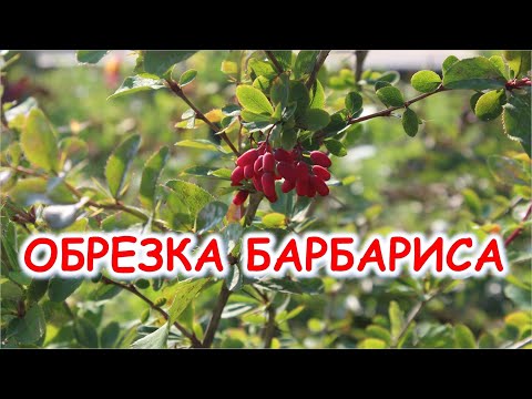 Видео: осеняя обрезка барбариса,  барбарис обыкновенный