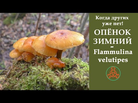 Видео: Когда других уже нет! ОПЁНОК ЗИМНИЙ - Flammulina velutipes.