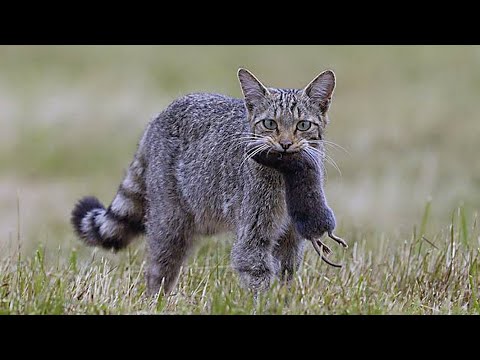 Видео: Усатые - полосатые В ДЕЛЕ 2! Котики и кошечки против ВСЕХ!