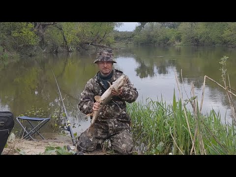 Видео: УЛЁТНАЯ РЫБАЛКА НА ПОПЛАВКИ В МАЕ. Три трофея за одну рыбалку!