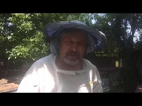 Видео: Двухматочное содержание - итоги весны 2020, как моделировать развитие пчел весной, когда объединять