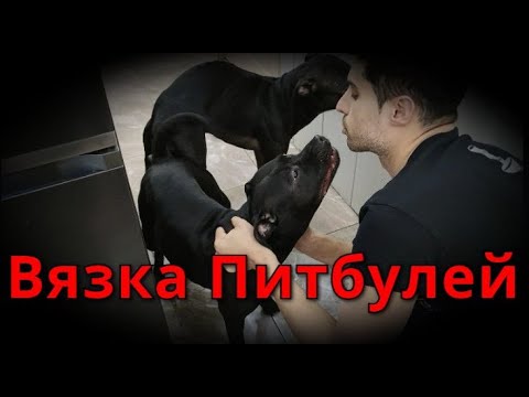Видео: 18+ Вязка Питбулей Рона и Текилы!!!