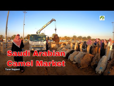 Видео: Прогулка по верблюжьему рынку Саудовской Аравии 2023