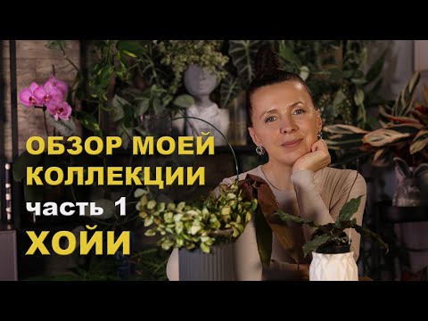 Видео: Коллекция ХОЙИ - 23 сорта/ как выросли они за 5 месяцев с момента покупки/ мой уход за хоями