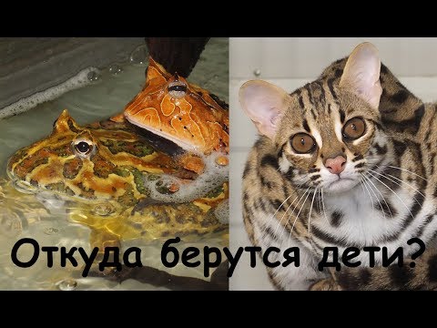 Видео: Малыши 2017. Baby animals