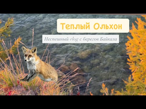 Видео: Бабье лето на Байкале | Золотой час, костёр и лиса