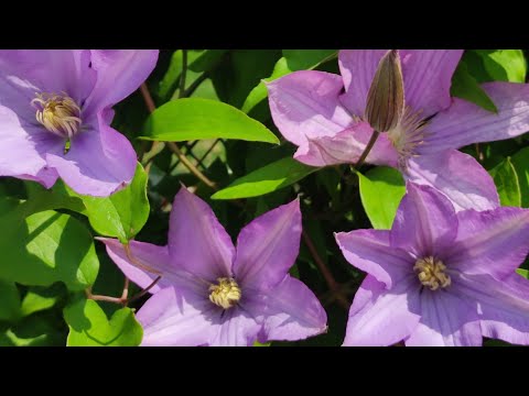 Видео: Прогулка по саду. ГОРТЕНЗИИ, КЛЕМАТИСЫ, РОЗЫ.