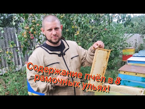 Видео: Содержание пчел в 8 рамочных ульях!!!