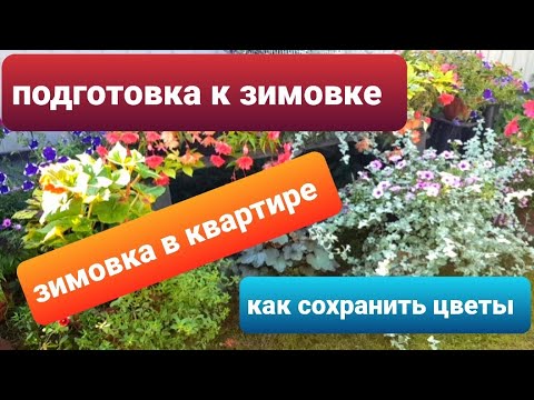 Видео: Как сохранить цветы/Эти цветы я забираю  на зимовку в квартиру/Красивые цветы/