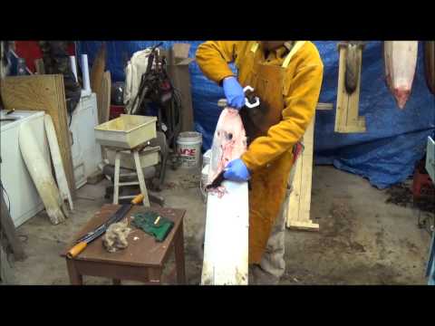 Видео: Профессиональная обработка меха, часть 2. Мездрение скунса