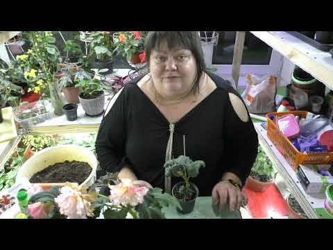 Видео: изучаю клубневую бегонию шотландской селекции