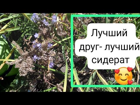 Видео: лучший сидерат