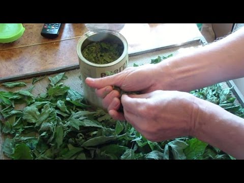 Видео: Заготовка сныти на зиму