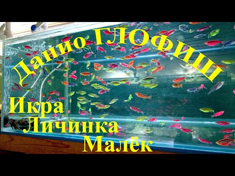 Видео: Как развести разноцветных данио в домашних условиях легко!